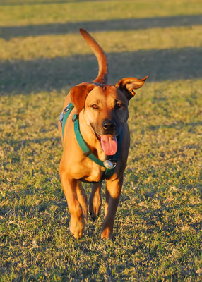 RJ Dog Park at Pecos Park